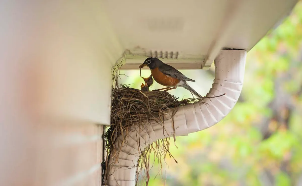 Bird Removal Services in Greensboro