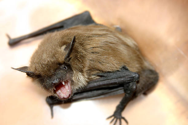 Bat Removal Greensboro NC
